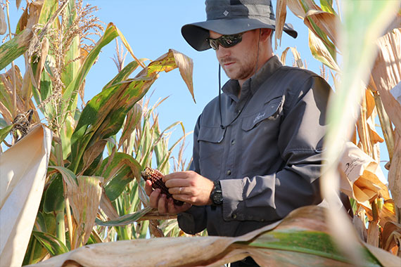 Graduate student examining corn in field