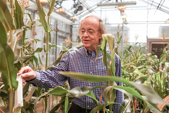 James Birchler in greenhouse