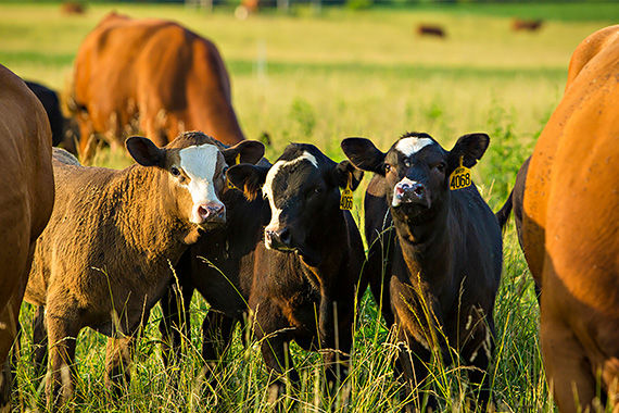 Cows in a field