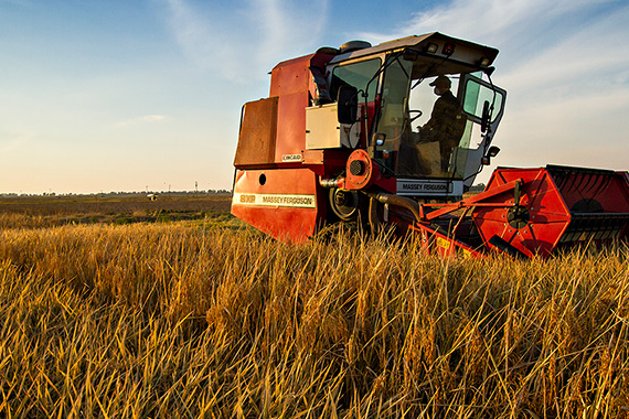 Tractor in a field