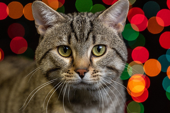 Gray cat in front of lights