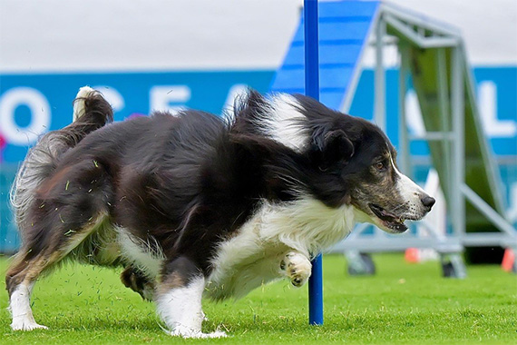 Border collie running