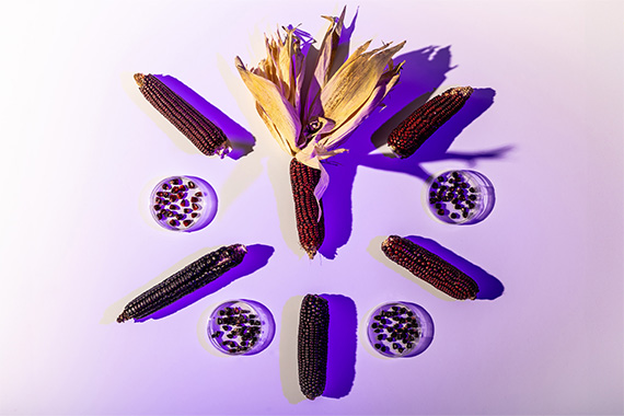 Purple corn stalks and kernells