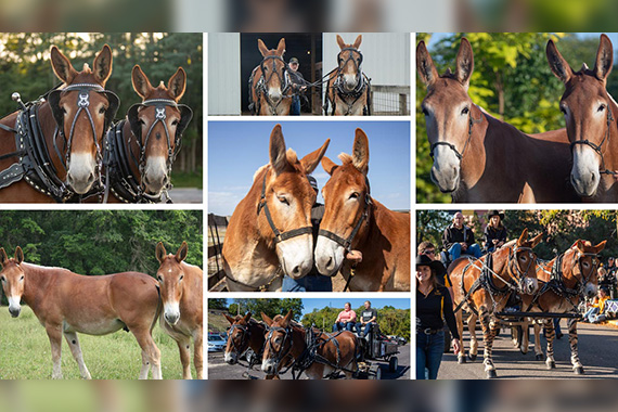 Composite of numerous photographs of mules
