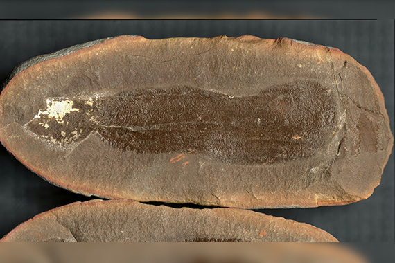 Cross-section of rock showing a fossil