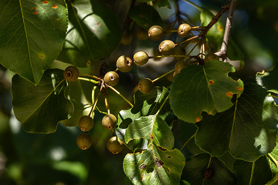 Close-up of Callery pear tree