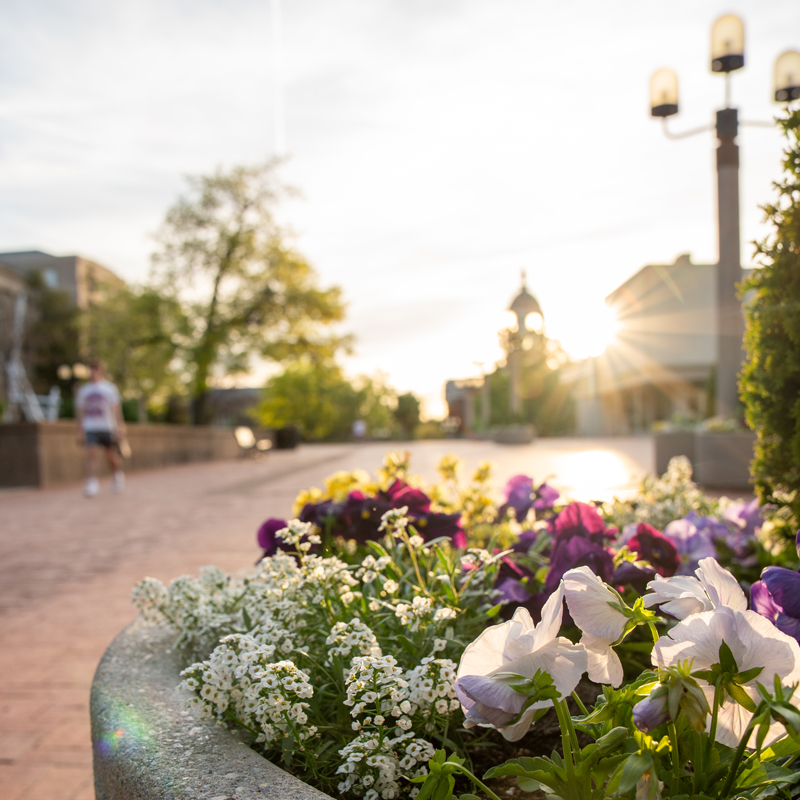 Flowers on Lowry Mall