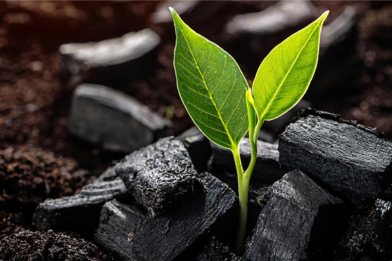 Plant growing amid charcoal