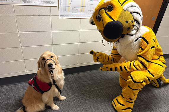 Golden retriever and Mizzou mascot Truman the Tiger