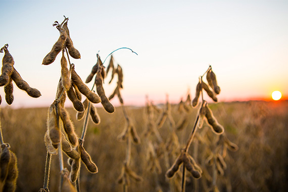 Close-up of soy plant in a field with the sun setting in background
