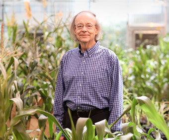James Birchler standing among corn plants